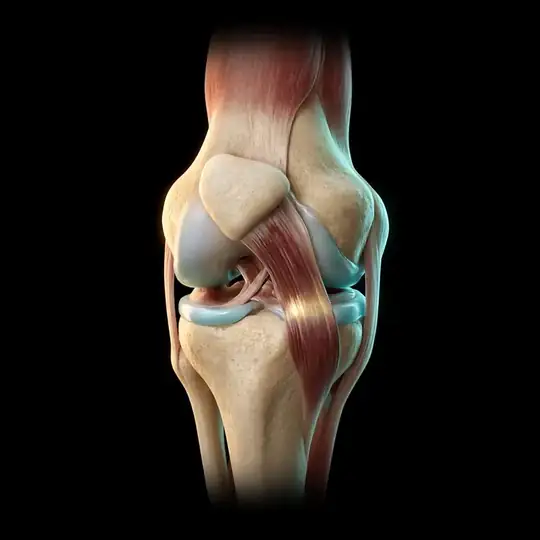 Dibujo de una rodilla con sus huesos, músculos y ligamentos